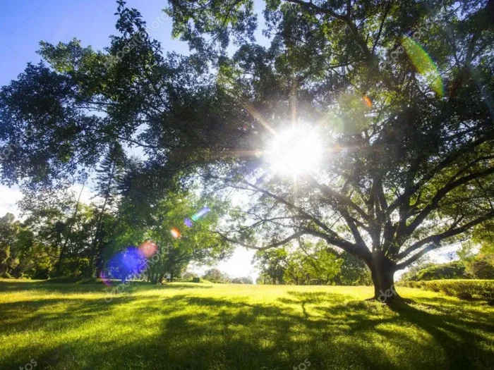 Curso de Operaciones auxiliares de preparación del terreno, plantación y siembra de cultivos agrícolas